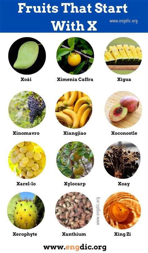 what fruit starts with x